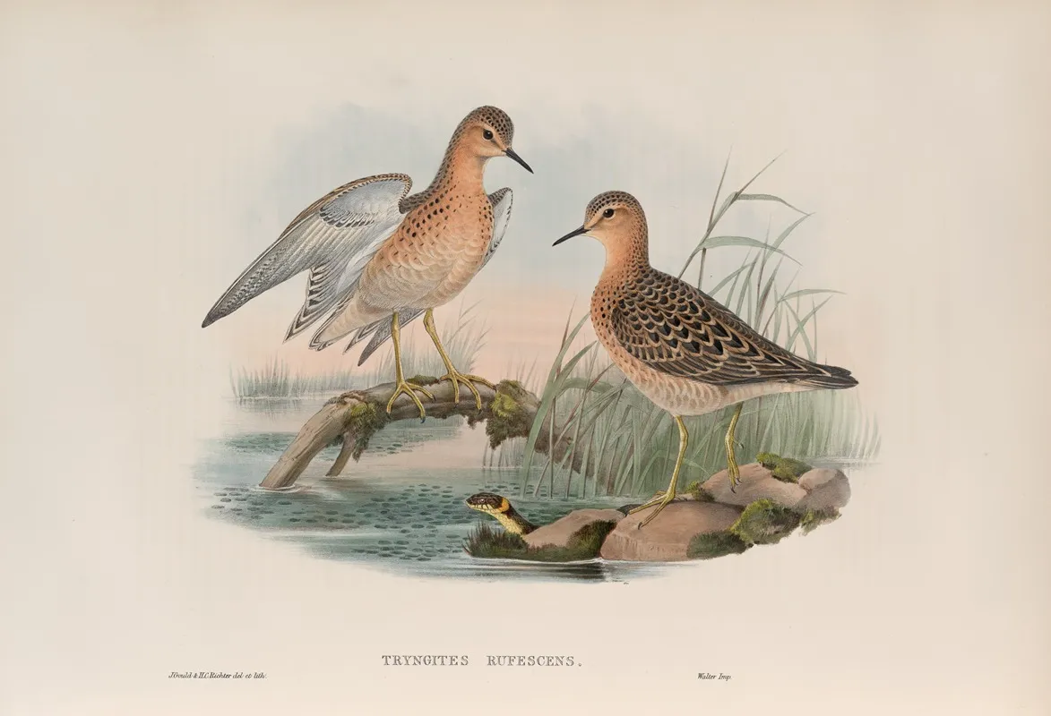 Tryngites Rufescens Buff Breasted Sandpiper Wall Art by John Gould - High-Resolution Digital Print
