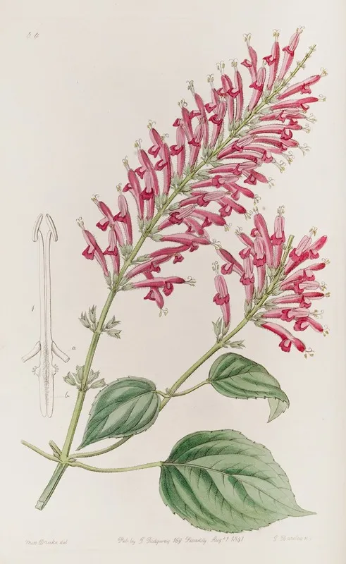 Tube Flowered Salvia Wall Art by Sydenham Edwards - High-Resolution Digital Print