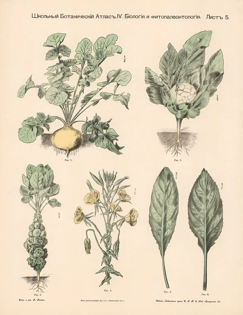 Tuber And Cabbage Plants Wall Art by Alexander-Paul Henckel - High-Resolution Digital Print