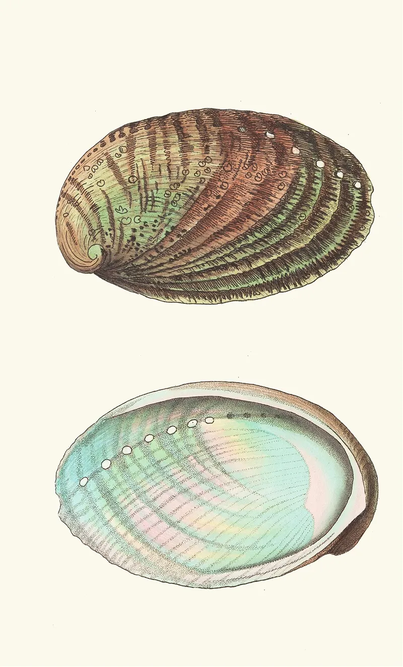 Tuberculated Haliotis Wall Art by George Shaw - High-Resolution Digital Print