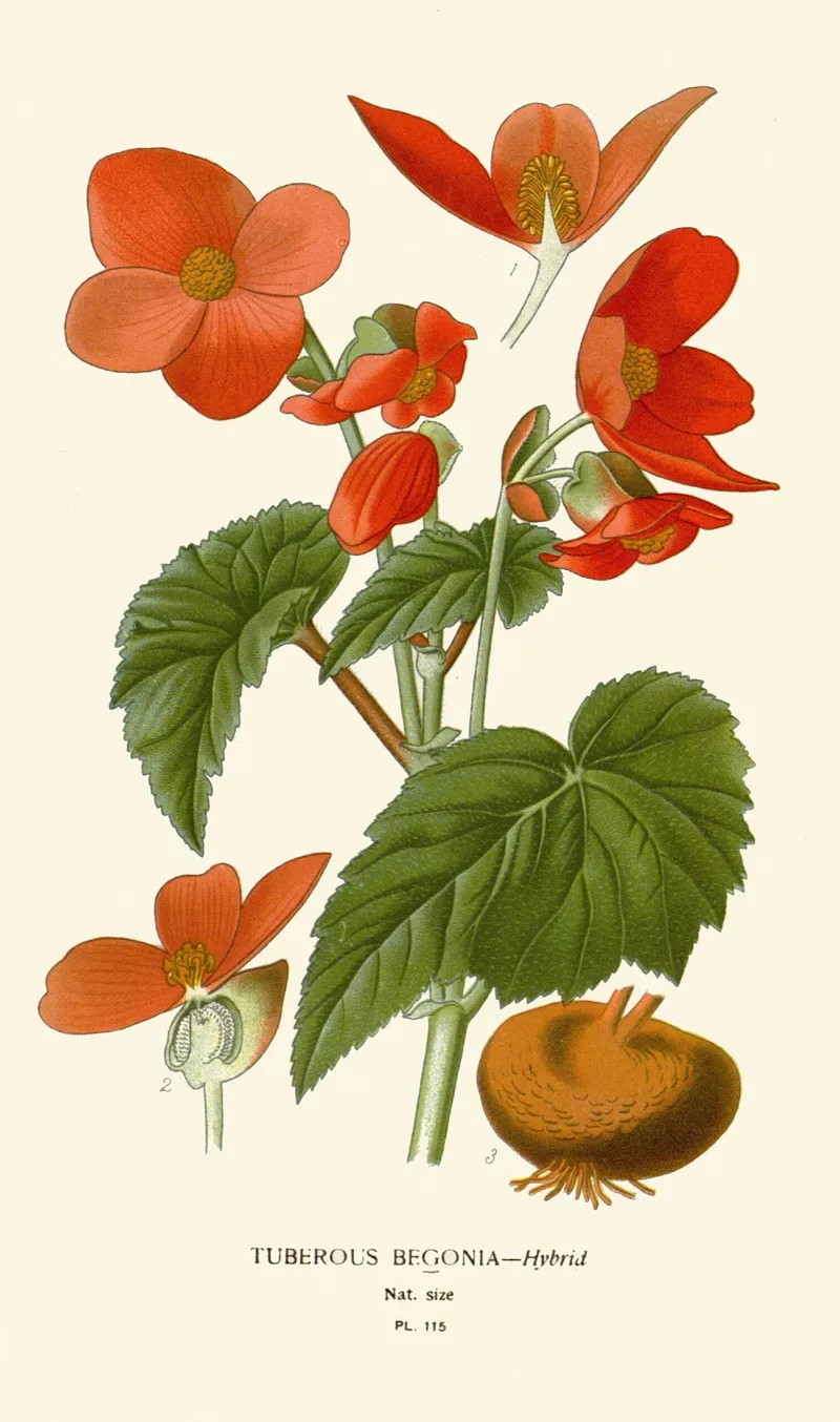 Tuberous Begonia Wall Art by Edward Step - High-Resolution Digital Print