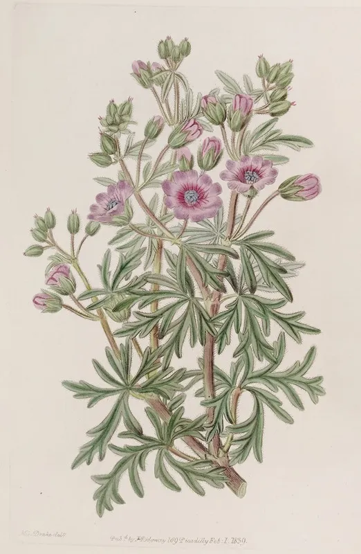 Tuberous Geranium Branched Variety Wall Art by Sydenham Edwards - High-Resolution Digital Print