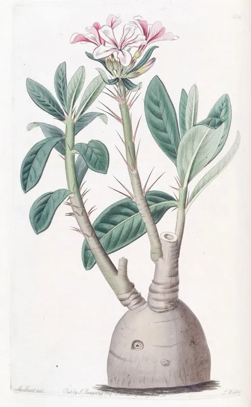Tuberous Pachypodium Wall Art by Sydenham Edwards - High-Resolution Digital Print