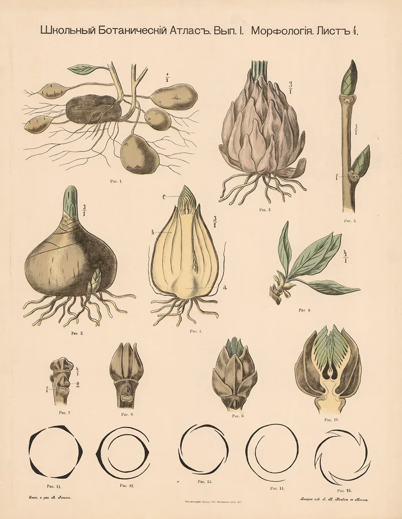 Tubers Etc Wall Art by Alexander-Paul Henckel - High-Resolution Digital Print