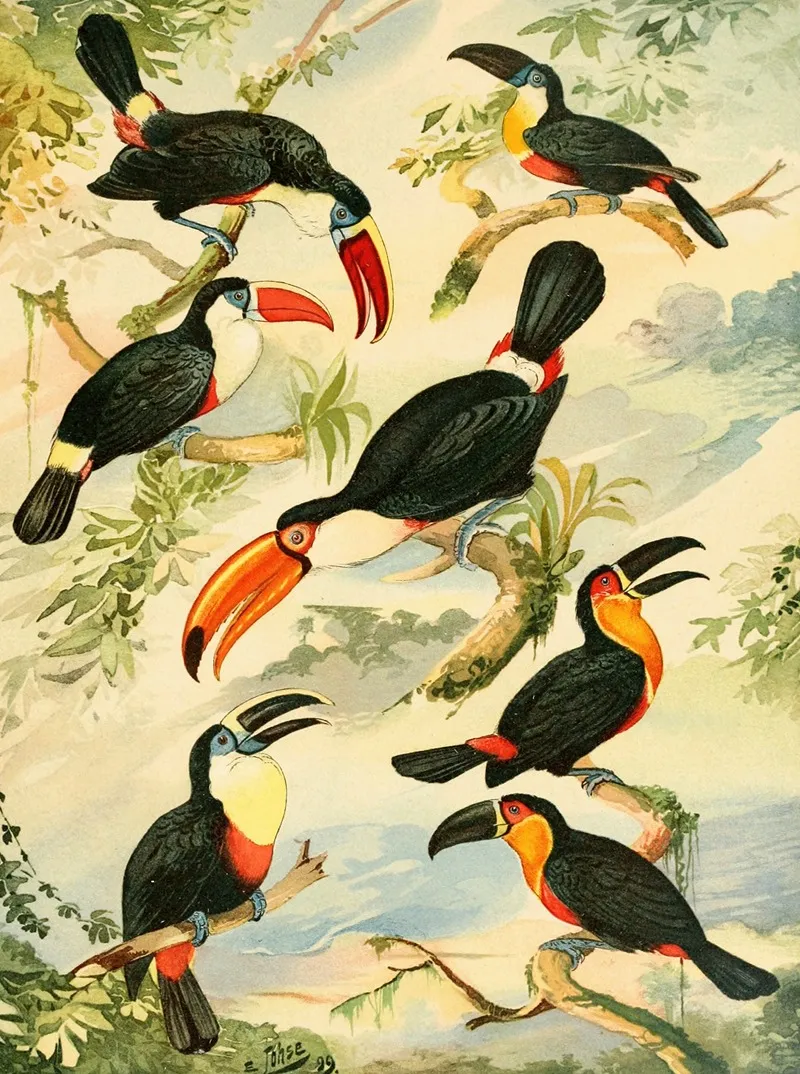 Tucanos Wall Art by Emil August Göldi - High-Resolution Digital Print