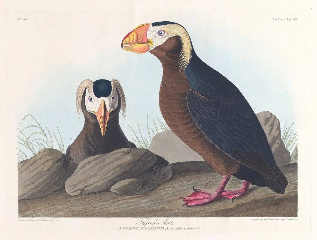 Tufted Auk Wall Art by John James Audubon - High-Resolution Digital Print