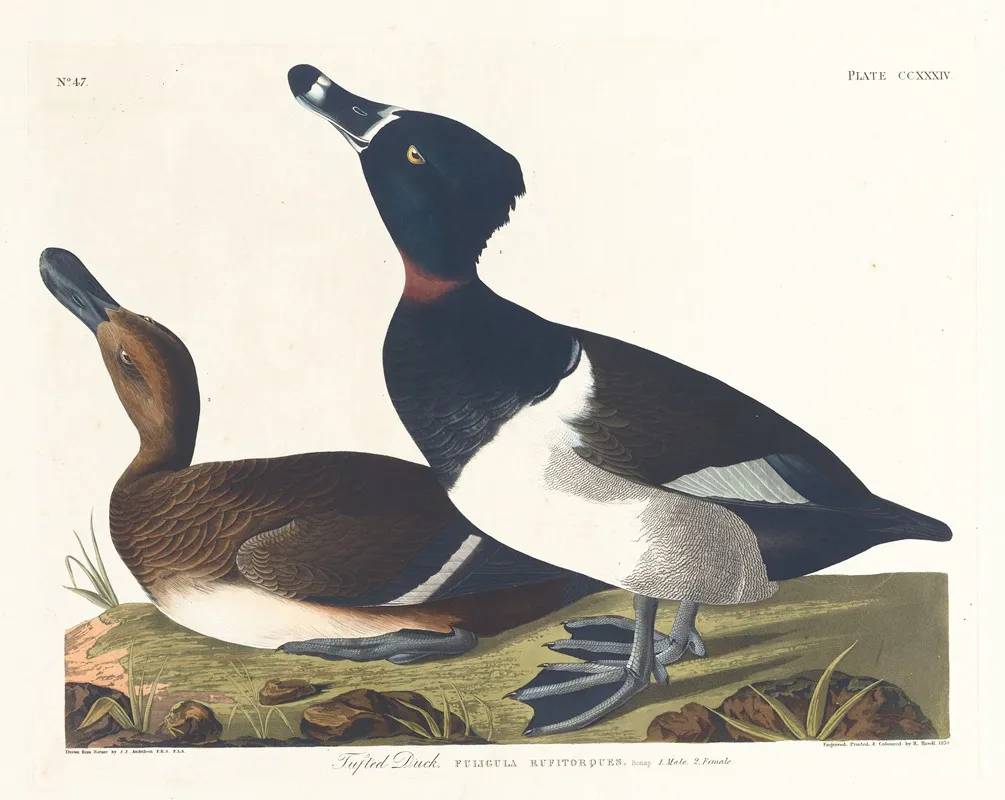 Tufted Duck 2 Wall Art by John James Audubon - High-Resolution Digital Print
