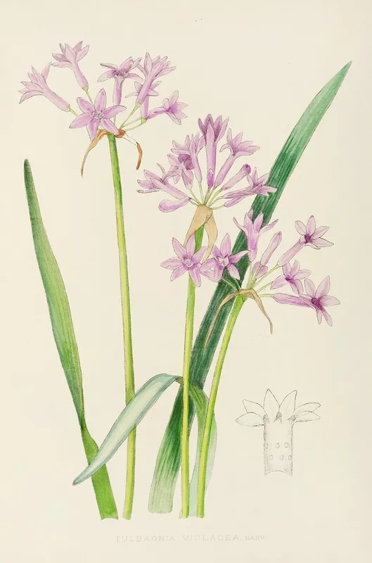 Tulbaghia Violacea Wall Art by Illtyd Buller Pole-Evans - High-Resolution Digital Print