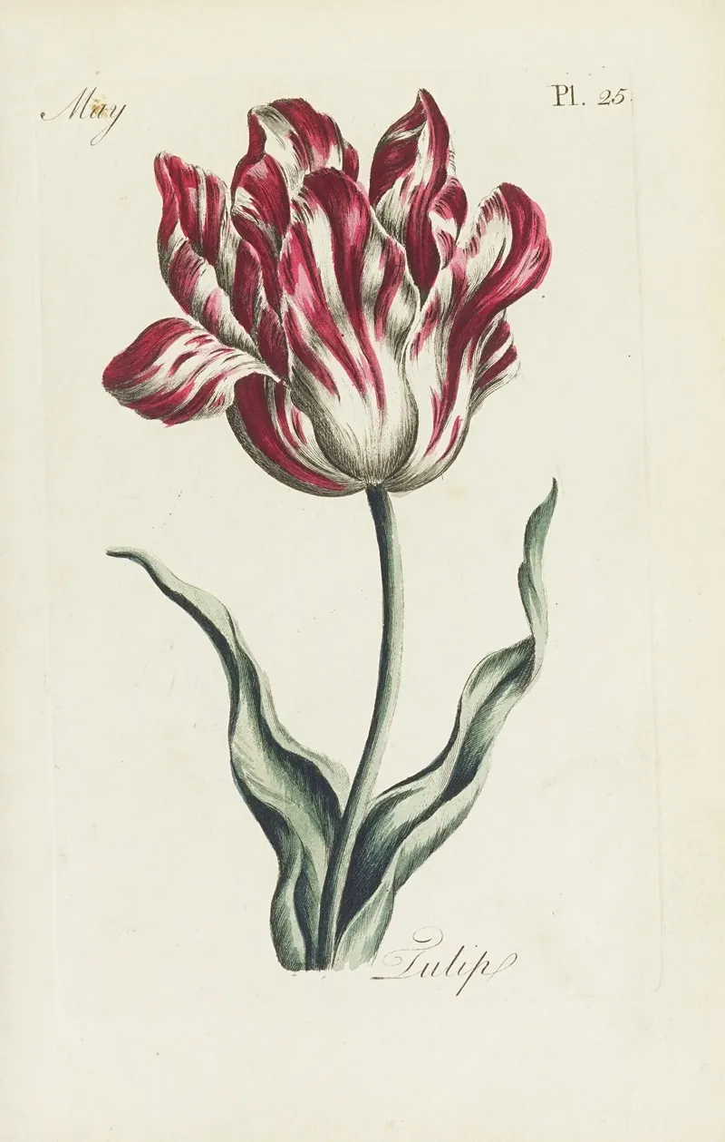 Tulip 2 Wall Art by Carington Bowles - High-Resolution Digital Print