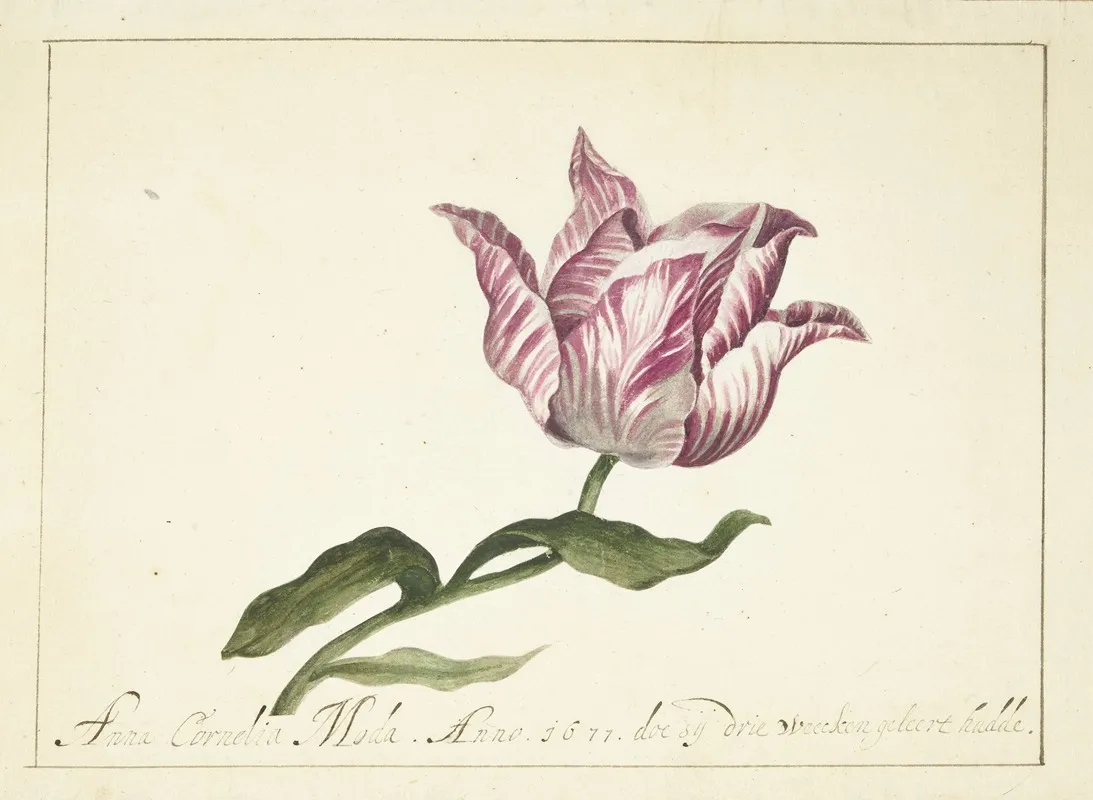 Tulip 3 Wall Art by Anna Cornelia Moda - High-Resolution Digital Print