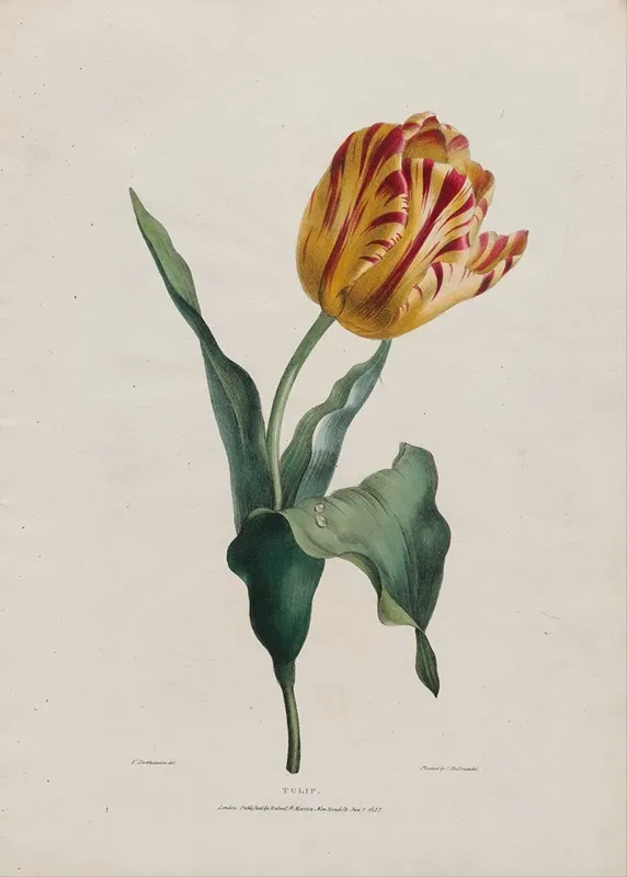 Tulip 4 Wall Art by Valentine Bartholomew - High-Resolution Digital Print