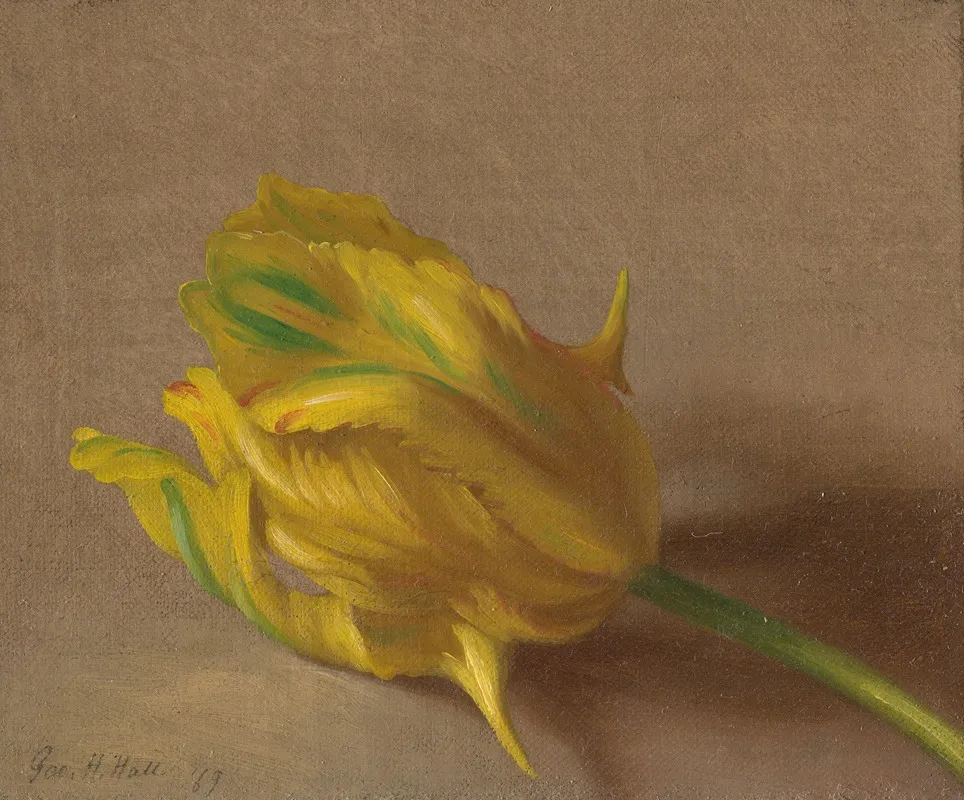 Tulip 6
