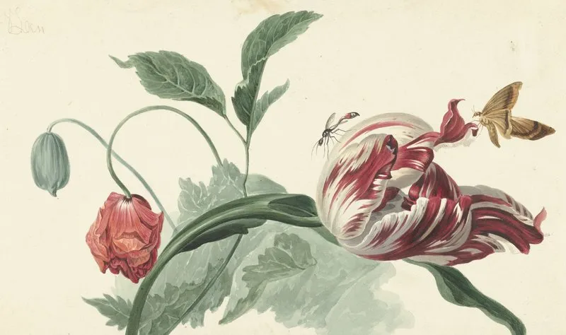 Tulip And A Poppy
