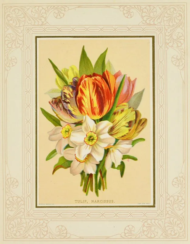 Tulip Narcissus Wall Art by Marcus Ward &amp; Co - High-Resolution Digital Print