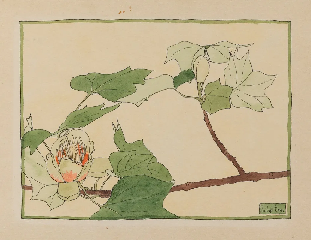 Tulip Tree