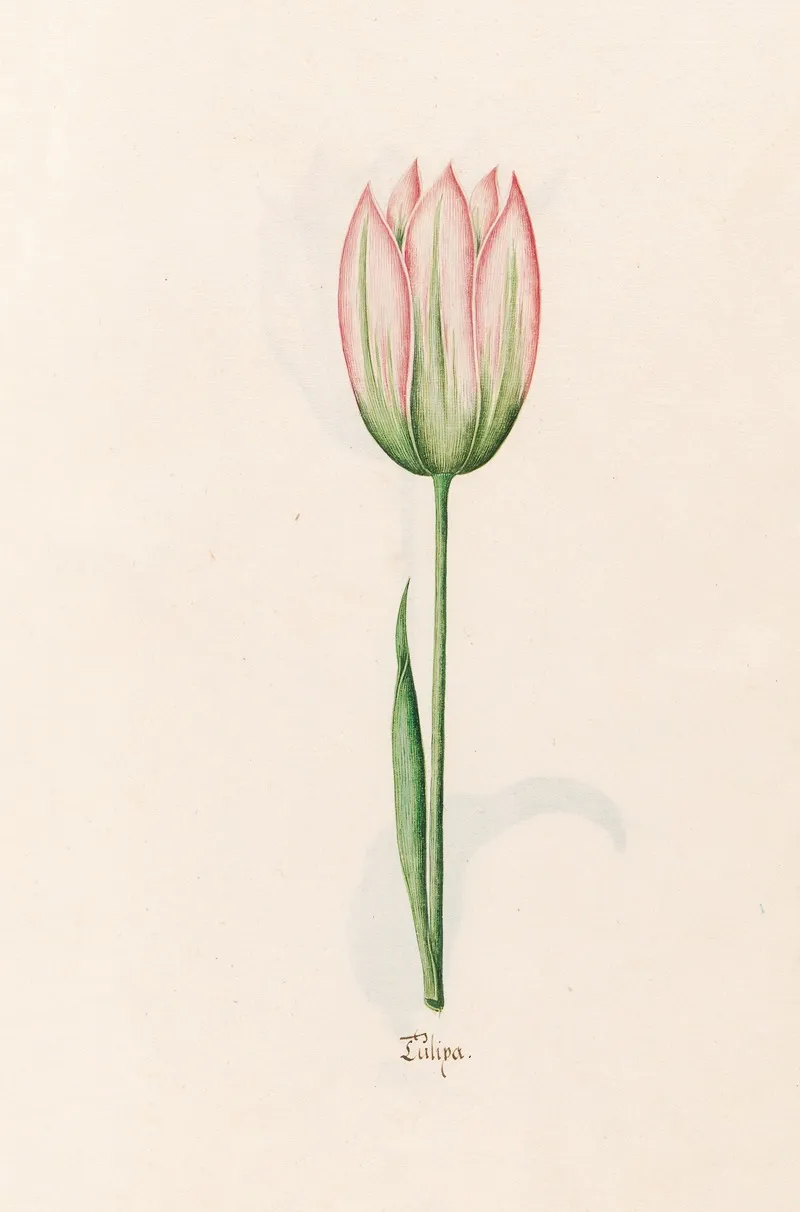 Tulipa 10 Wall Art by Magdelena Rosina Funck - High-Resolution Digital Print