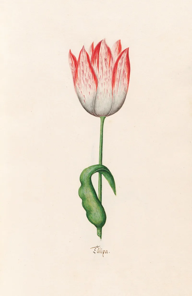 Tulipa 11 Wall Art by Magdelena Rosina Funck - High-Resolution Digital Print