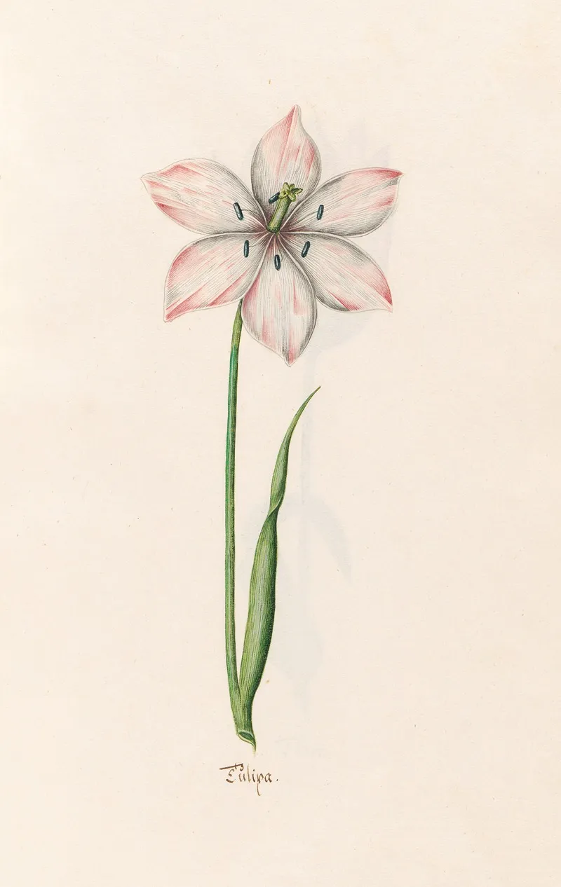 Tulipa 12 Wall Art by Magdelena Rosina Funck - High-Resolution Digital Print