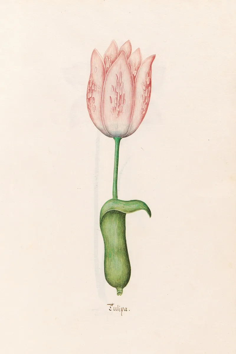 Tulipa 13 Wall Art by Magdelena Rosina Funck - High-Resolution Digital Print