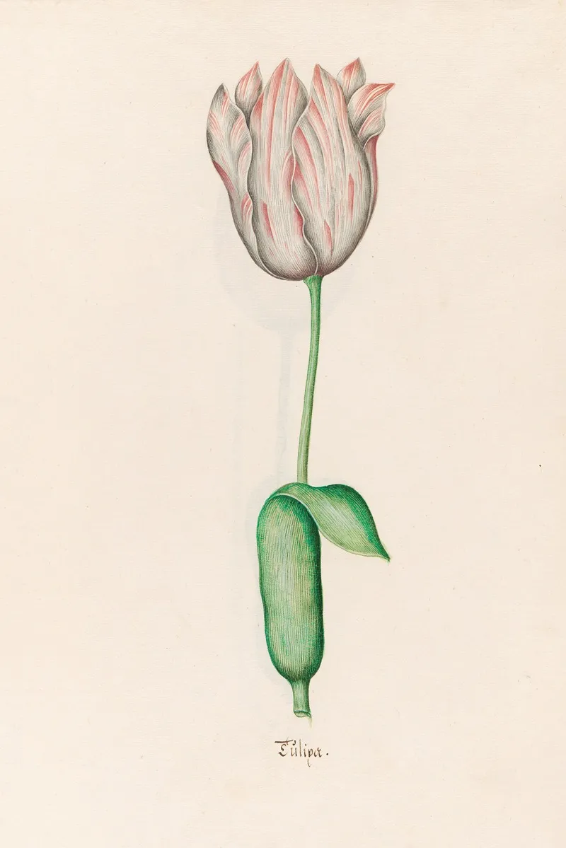 Tulipa 14 Wall Art by Magdelena Rosina Funck - High-Resolution Digital Print