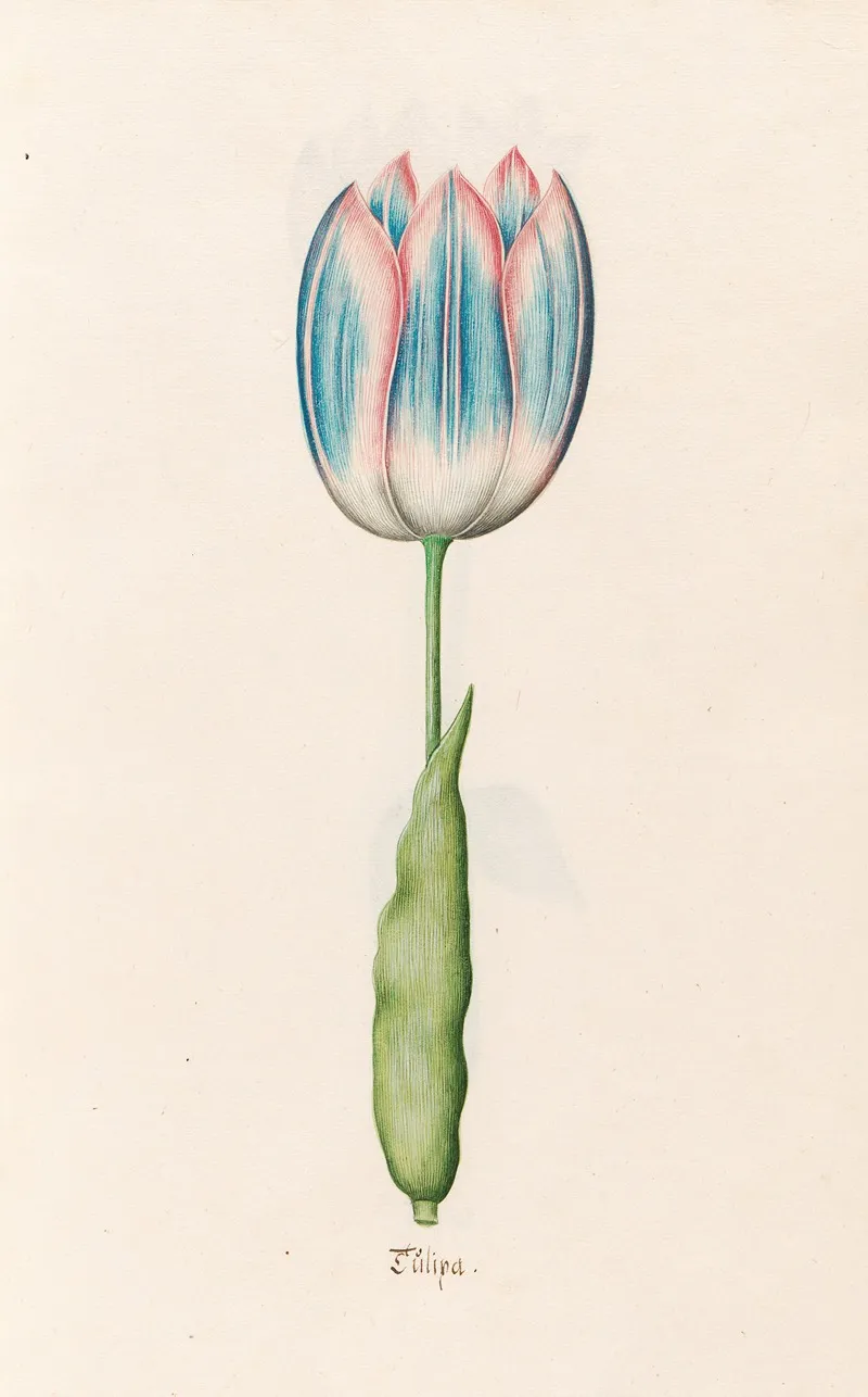 Tulipa 15 Wall Art by Magdelena Rosina Funck - High-Resolution Digital Print
