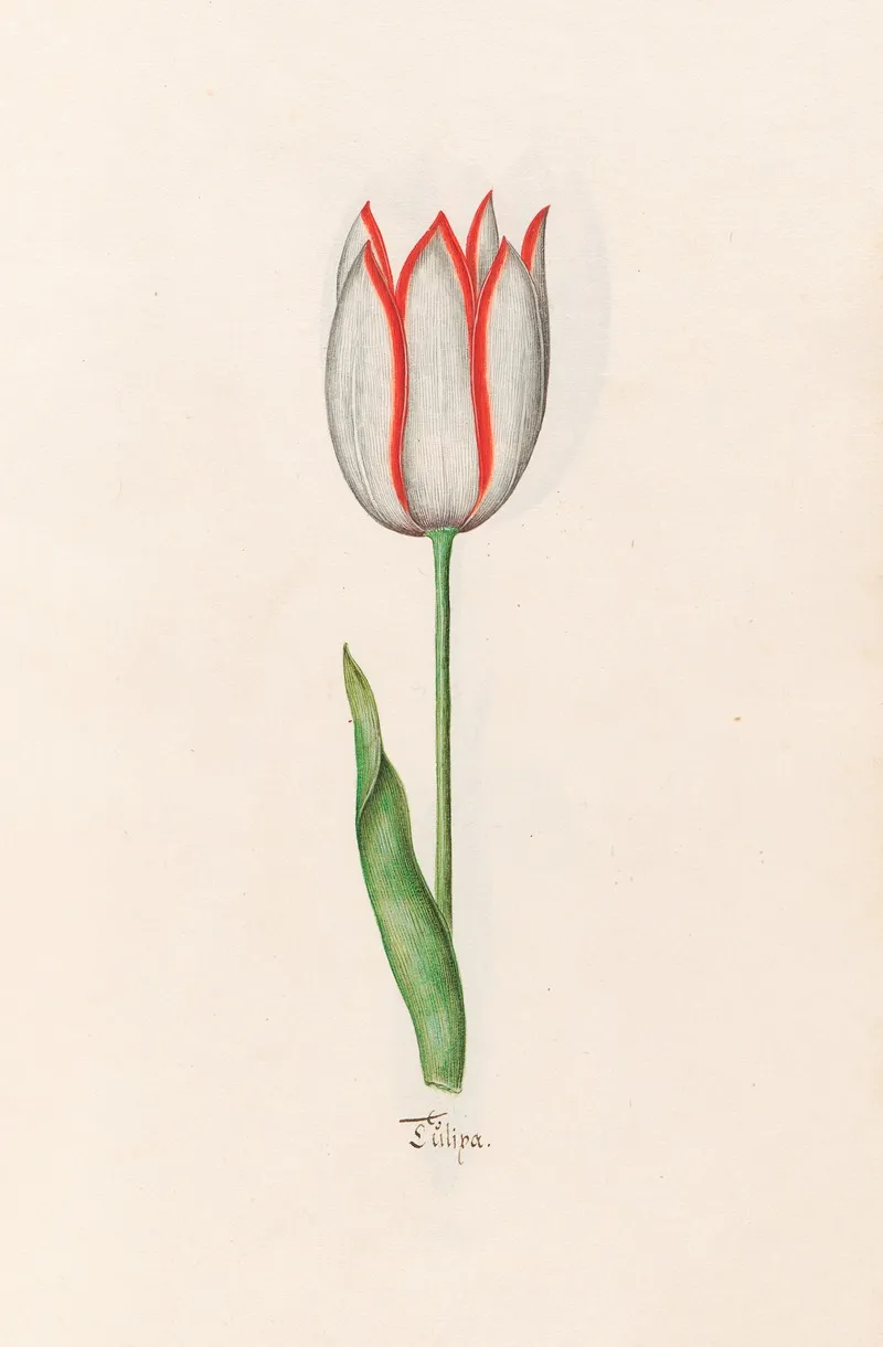 Tulipa 16 Wall Art by Magdelena Rosina Funck - High-Resolution Digital Print