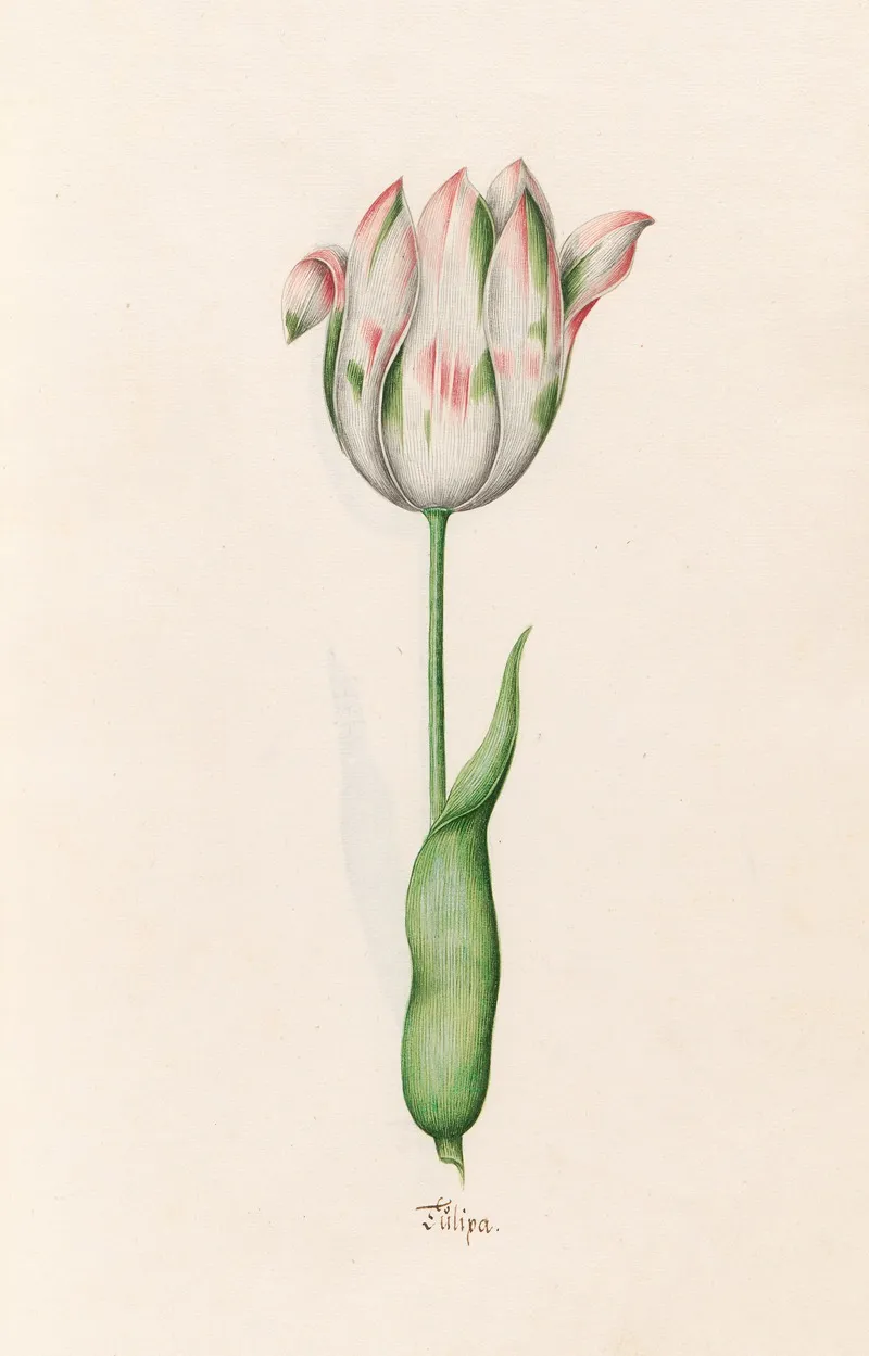 Tulipa 17 Wall Art by Magdelena Rosina Funck - High-Resolution Digital Print