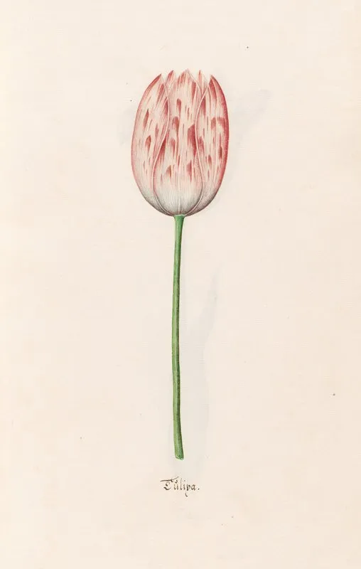Tulipa 18 Wall Art by Magdelena Rosina Funck - High-Resolution Digital Print