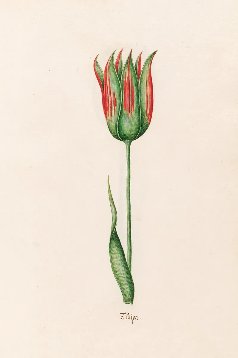 Tulipa 19 Wall Art by Magdelena Rosina Funck - High-Resolution Digital Print