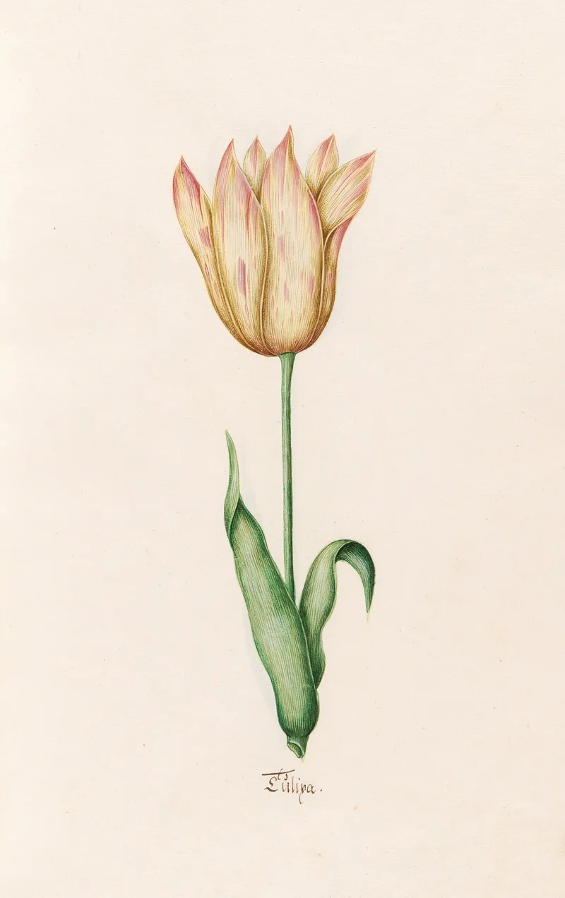 Tulipa 20 Wall Art by Magdelena Rosina Funck - High-Resolution Digital Print