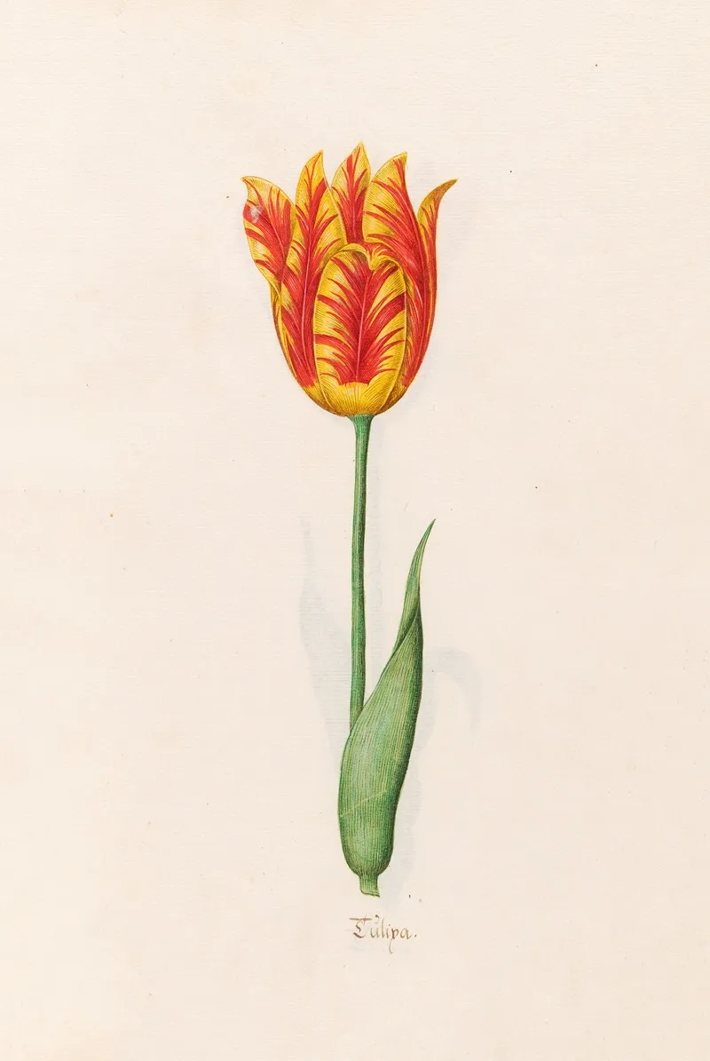Tulipa 21 Wall Art by Magdelena Rosina Funck - High-Resolution Digital Print