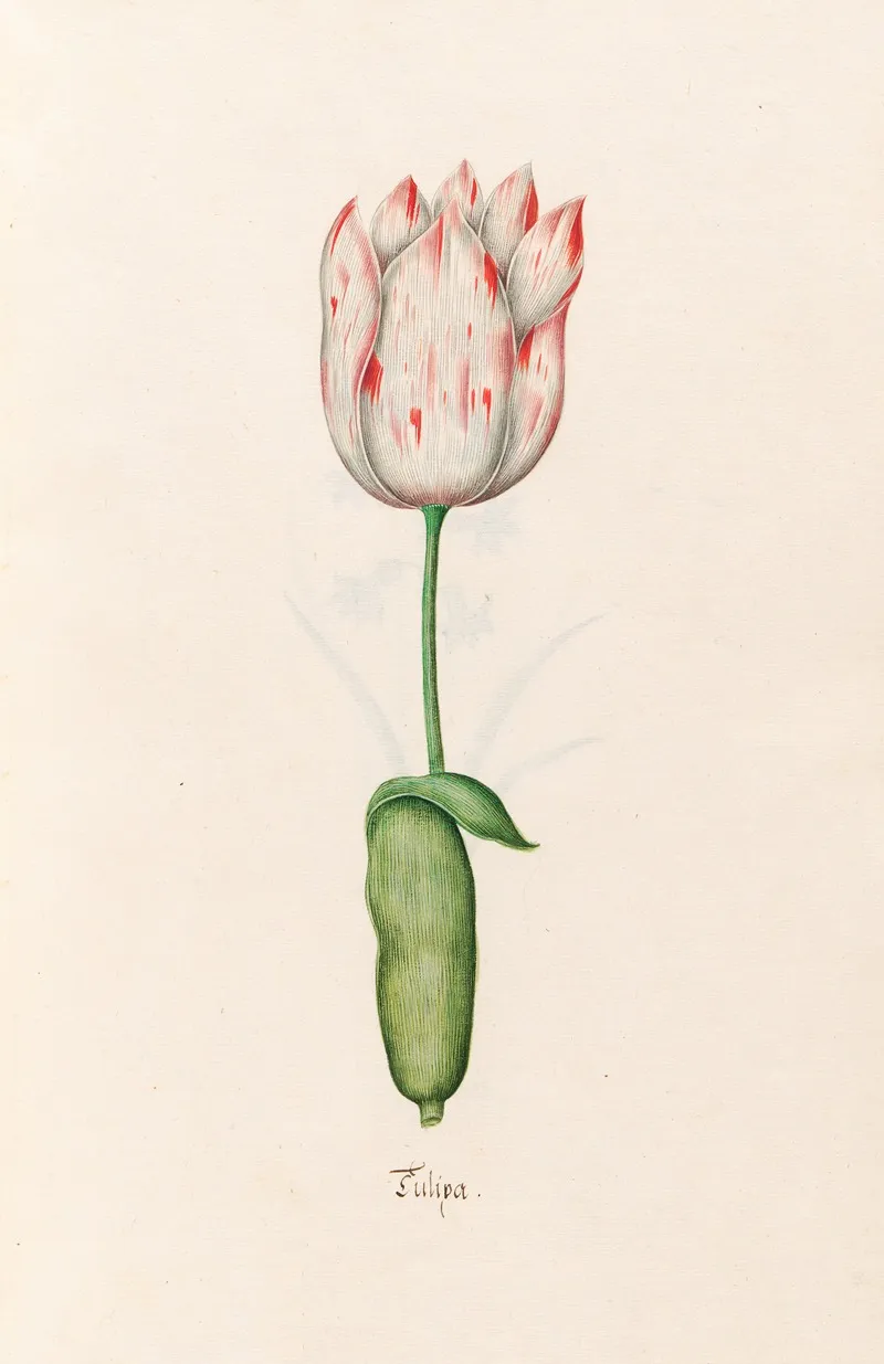 Tulipa 2 Wall Art by Magdelena Rosina Funck - High-Resolution Digital Print