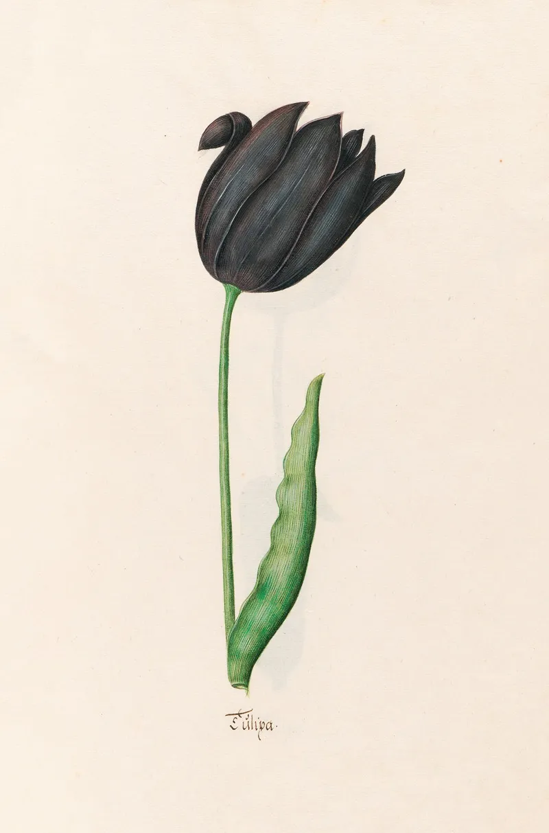 Tulipa 3 Wall Art by Magdelena Rosina Funck - High-Resolution Digital Print