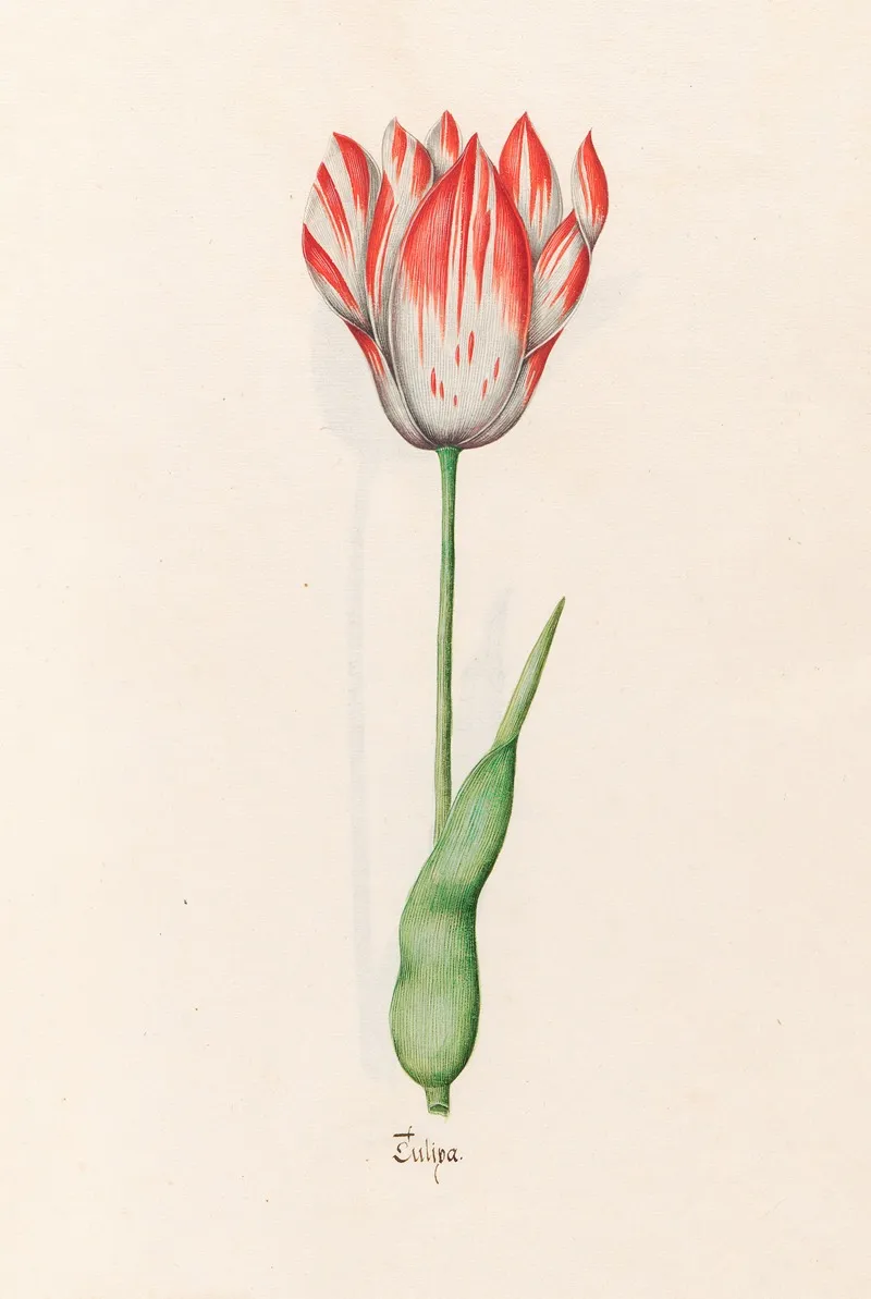 Tulipa 4 Wall Art by Magdelena Rosina Funck - High-Resolution Digital Print