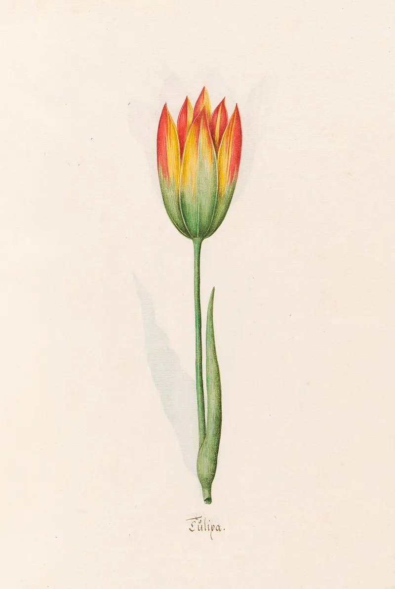 Tulipa 6 Wall Art by Magdelena Rosina Funck - High-Resolution Digital Print