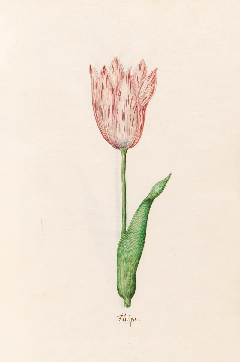 Tulipa 7 Wall Art by Magdelena Rosina Funck - High-Resolution Digital Print