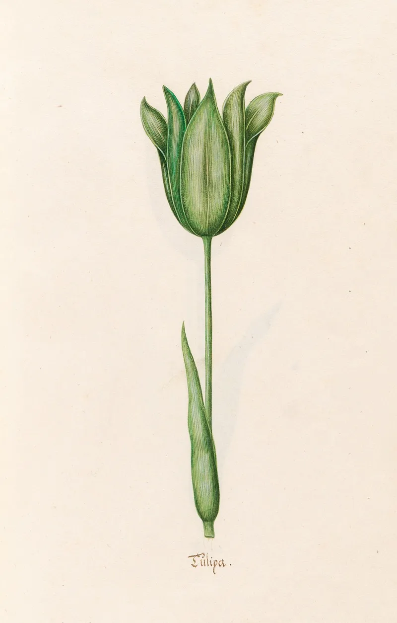 Tulipa 8 Wall Art by Magdelena Rosina Funck - High-Resolution Digital Print