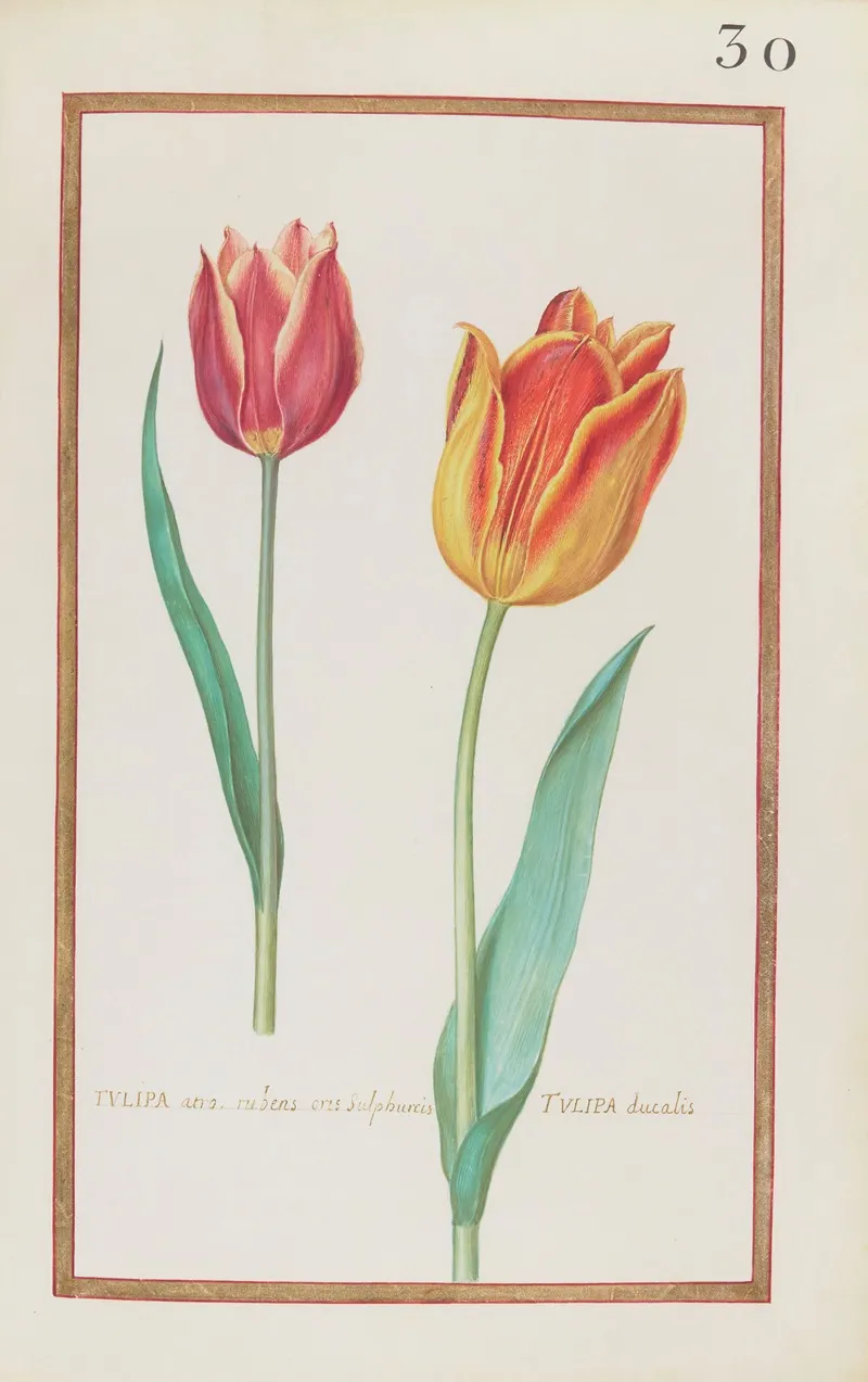 Tulipa Atro Rubens Oris Sulphureis Tulipa Ducalis Wall Art by Daniel Rabel - High-Resolution Digital Print