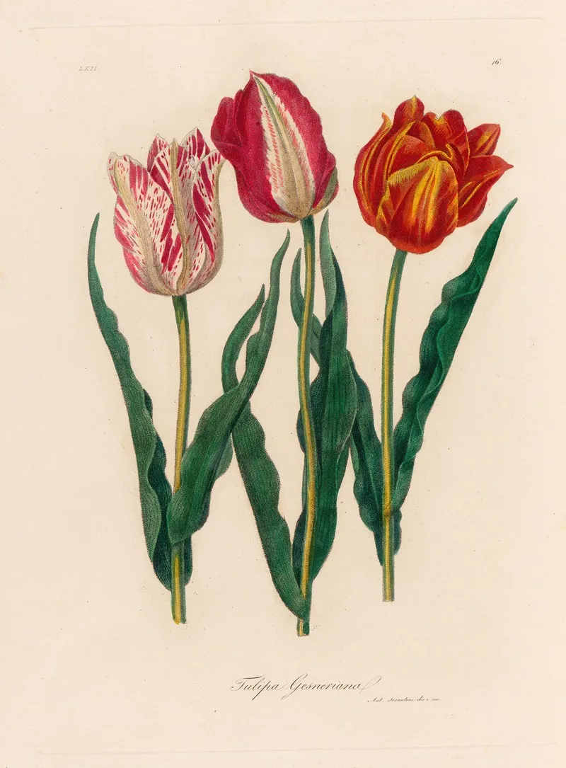 Tulipa Gesneriana 2 Wall Art by Gaetano Savi - High-Resolution Digital Print