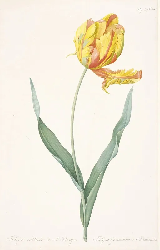 Tulipa Gesneriana Var Dracontia Parrot Tulip Wall Art by Pierre Joseph Redouté - High-Resolution Digital Print