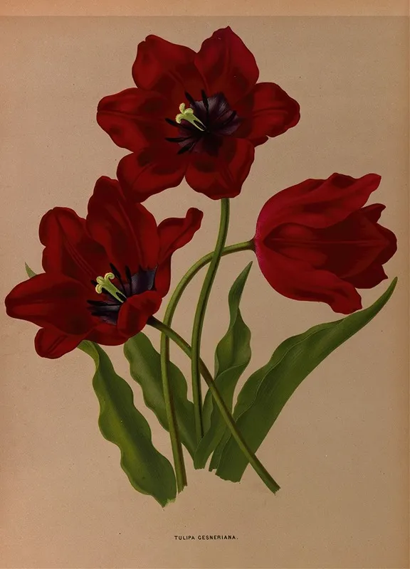 Tulipa Gesneriana Wall Art by Arentina Hendrica Arendsen - High-Resolution Digital Print
