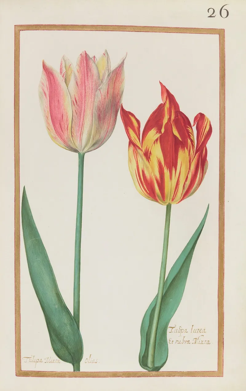 Tulipa Mixta Olias Tulipa Lutea Et Rubra Mixta Wall Art by Daniel Rabel - High-Resolution Digital Print