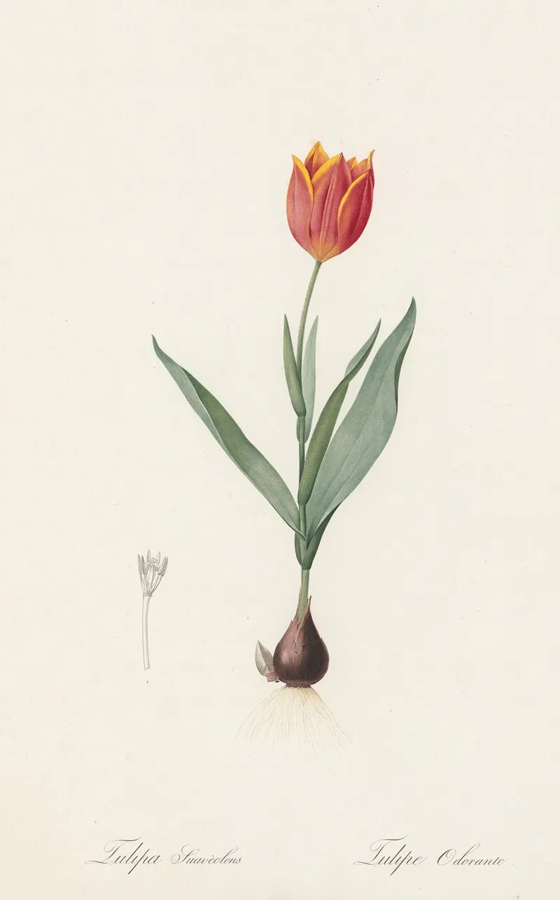 Tulipa Suaveolens Wall Art by Pierre Joseph Redouté - High-Resolution Digital Print