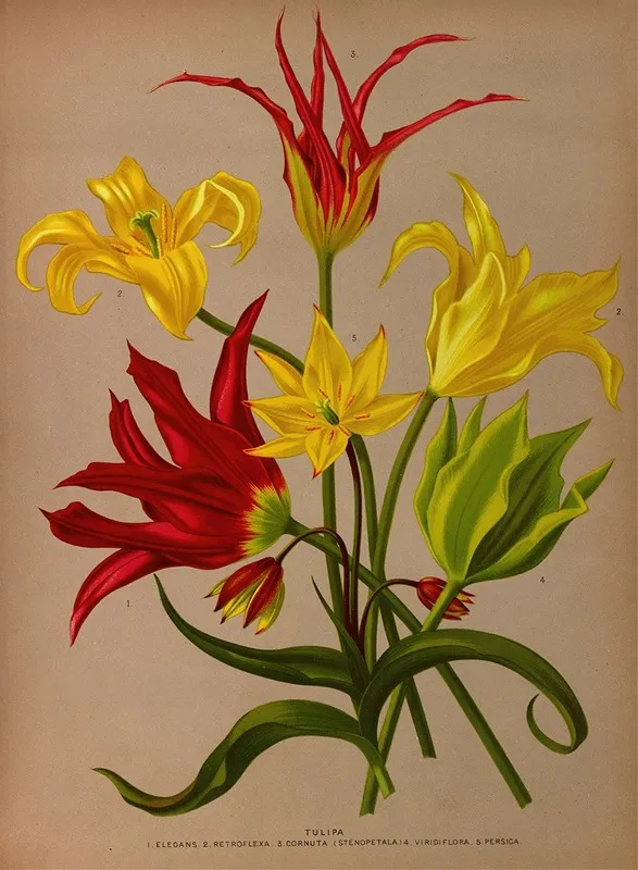 Tulipa Wall Art by Arentina Hendrica Arendsen - High-Resolution Digital Print