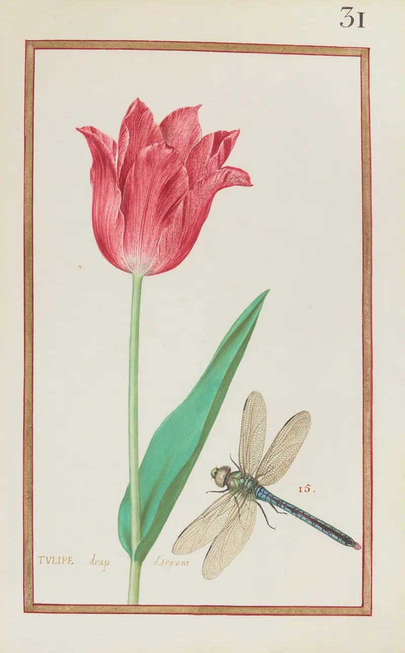 Tulipe Drap Dargeant Wall Art by Daniel Rabel - High-Resolution Digital Print