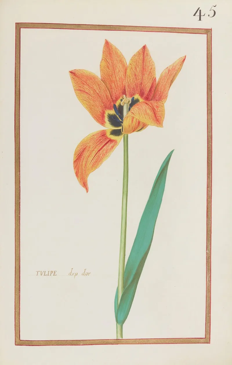 Tulipe Drp Dor Wall Art by Daniel Rabel - High-Resolution Digital Print
