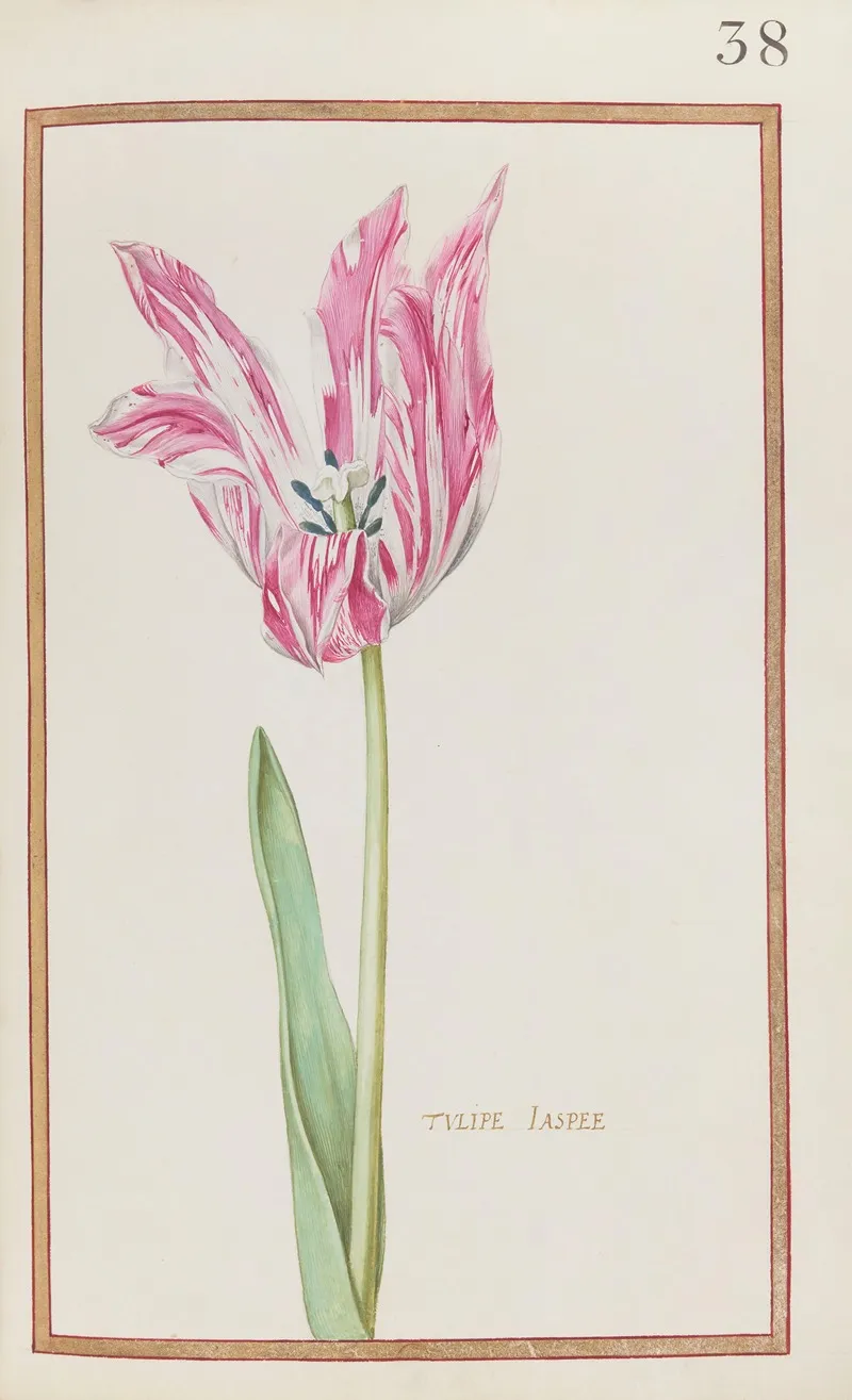 Tulipe Jaspee 2 Wall Art by Daniel Rabel - High-Resolution Digital Print