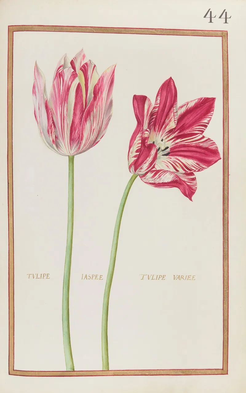Tulipe Jaspee Tulipe Variee Wall Art by Daniel Rabel - High-Resolution Digital Print
