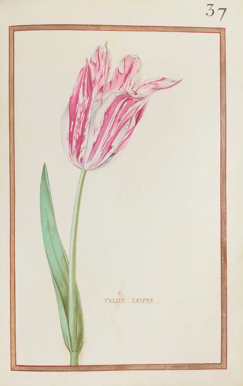Tulipe Jaspee Wall Art by Daniel Rabel - High-Resolution Digital Print