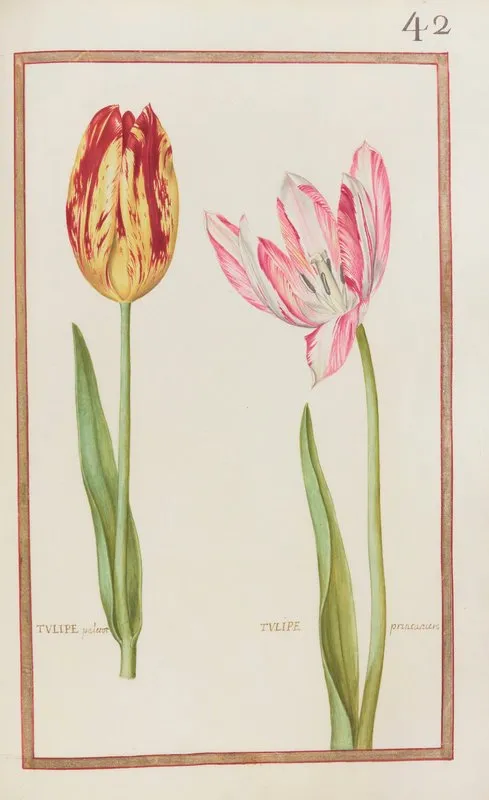 Tulipe Paletot Tulipe Printaniere by Daniel Rabel - High-Resolution Digital Print